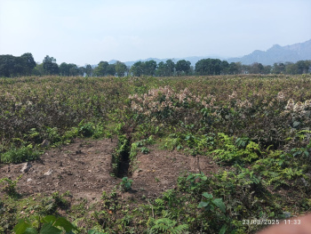  Agricultural Land for Sale in Gairkata, Jalpaiguri