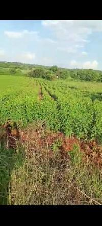  Agricultural Land for Sale in Bannalli, Chamarajanagar, Chamarajanagar