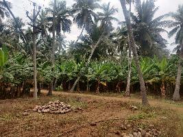  Agricultural Land for Sale in Pollachi, Coimbatore