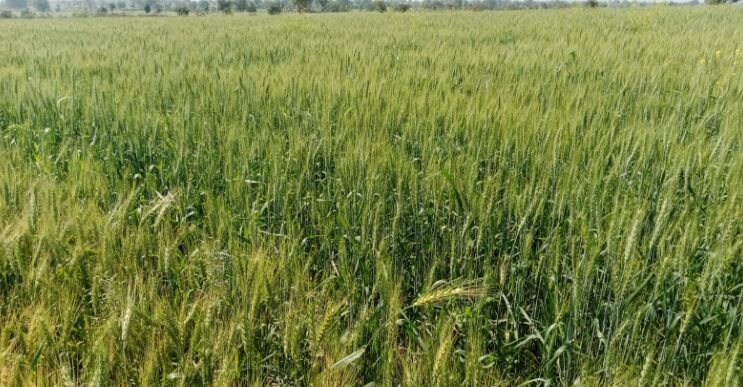  Agricultural Land 32 Bigha for Sale in Isagarh, Ashoknagar