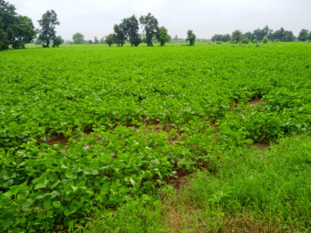  Agricultural Land for Sale in Jawar, Sehore