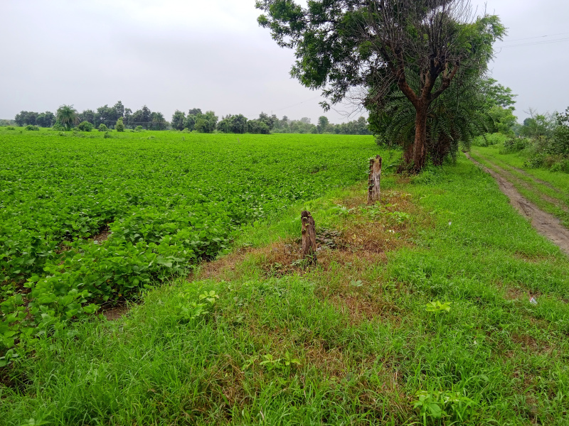  Agricultural Land 6 Bigha for Sale in Jawar, Sehore