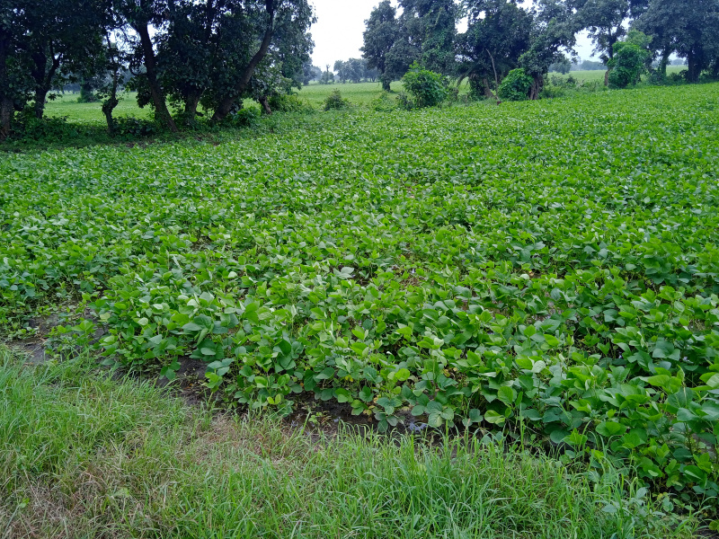  Agricultural Land 6 Bigha for Sale in Jawar, Sehore