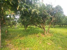  Agricultural Land for Sale in Dichpally Mandal, Nizamabad