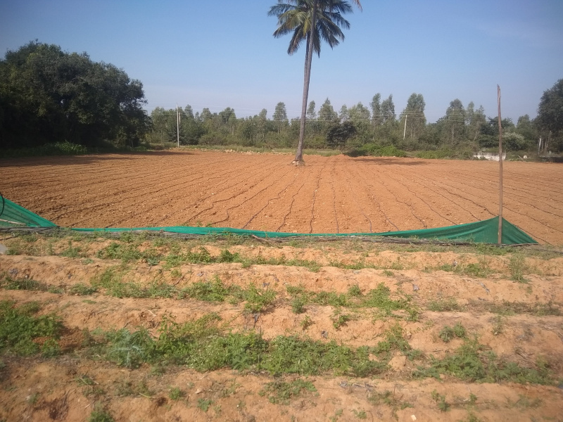  1 Ares Agricultural/Farm Land for Sale in Bethamangala, Kolar