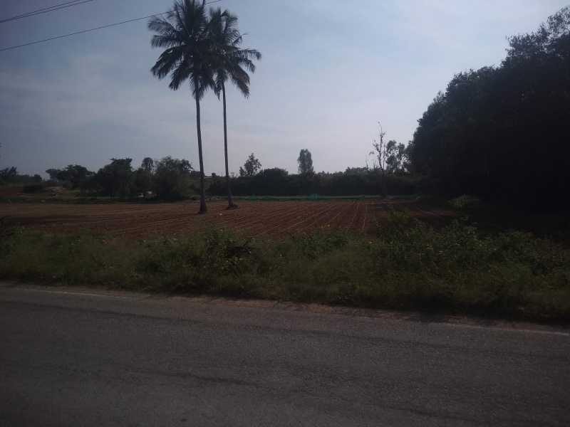  1 Ares Agricultural/Farm Land for Sale in Bethamangala, Kolar