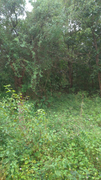 1 RK 10 Guntha Farm House for Sale in Jay Nagar, Saptapur, Dharwad