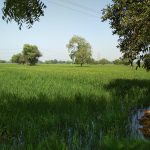  Agricultural Land for Sale in Kathlal, Kheda