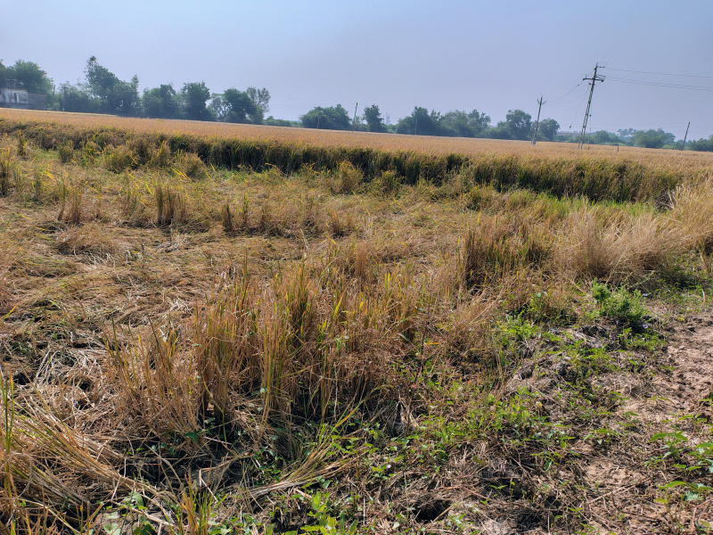  15 Bigha Agricultural/Farm Land for Sale in Naika, Kheda