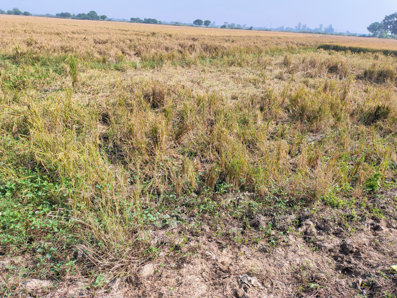  15 Bigha Agricultural/Farm Land for Sale in Naika, Kheda