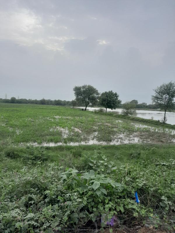  Agricultural Land 52 Bigha for Sale in Naika, Kheda