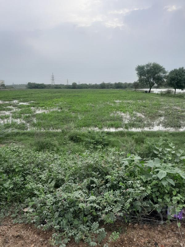  Agricultural Land 52 Bigha for Sale in Naika, Kheda