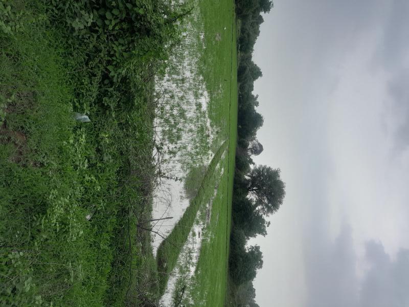  Agricultural Land 52 Bigha for Sale in Naika, Kheda