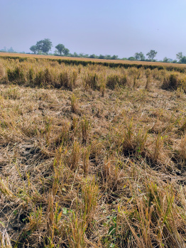 Agricultural Land for Sale in Naika, Kheda