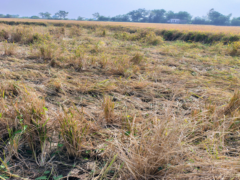  52 Bigha Agricultural/Farm Land for Sale in Naika, Kheda