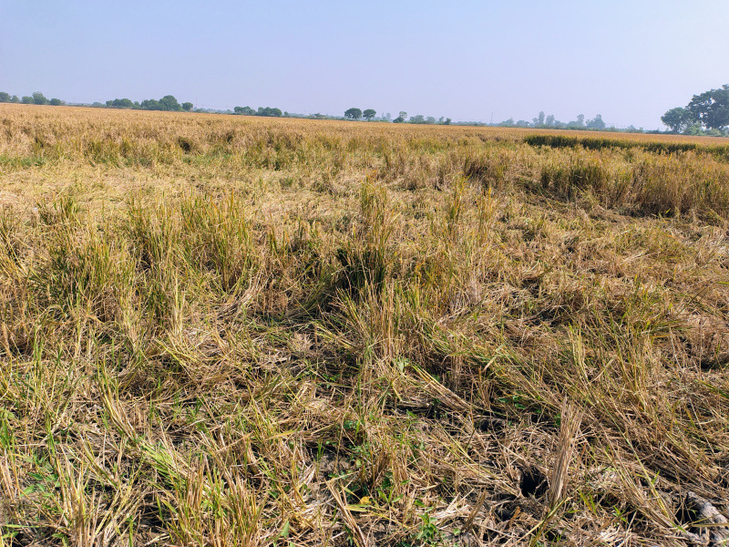  17000 Sq. Yards Agricultural/Farm Land for Sale in Jetalpur, Ahmedabad