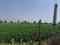  Agricultural Land for Sale in Bichoon, Jaipur