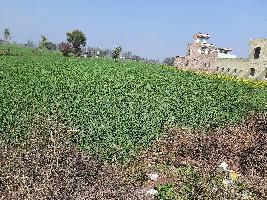  Agricultural Land for Sale in Samalkha, Panipat