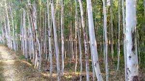  Agricultural Land for Sale in Hansi, Hisar