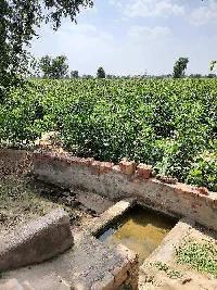  Agricultural Land for Rent in Sadulshahar, Ganganagar