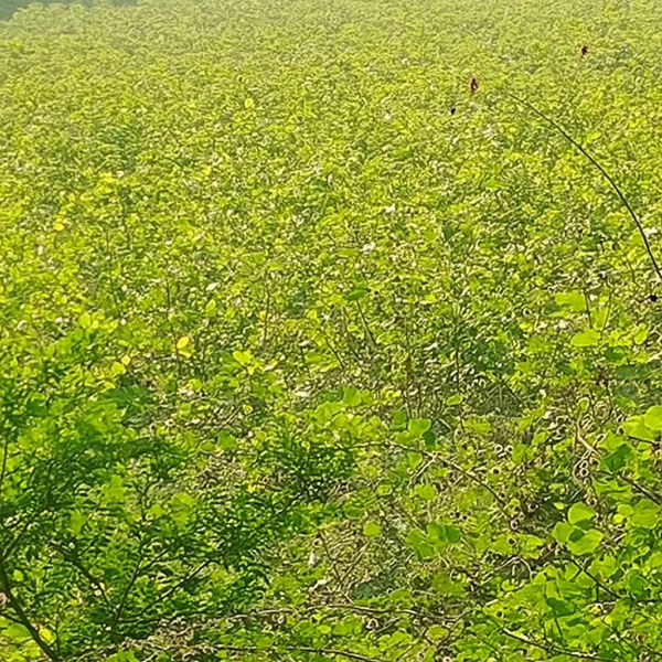  315000 Sq.ft. Residential Plot for Sale in Bhayli, Vadodara