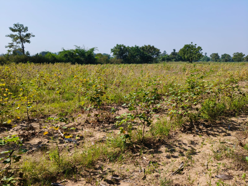  50000 Sq.ft. Agricultural/Farm Land for Sale in Waghodia, Vadodara