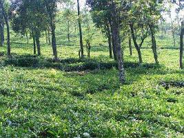  Agricultural Land for Sale in Pozhuthana, Wayanad