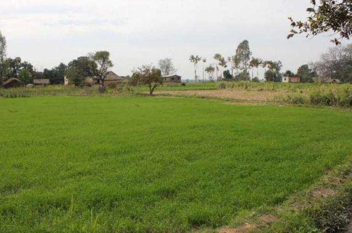 Agricultural Land 12000 Sq. Yards for Sale in Daurala, Meerut
