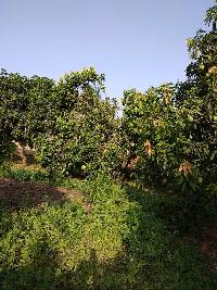  Farm House for Sale in Nimgaon Wagha, Ahmednagar