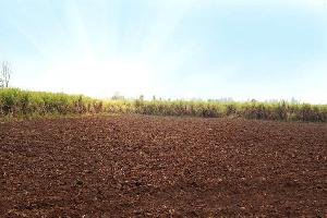  Agricultural Land for Sale in Kharora, Raipur