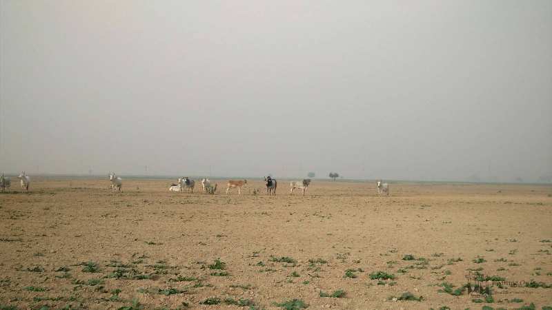  Commercial Land 1837 Sq. Yards for Sale in Dholera, Ahmedabad