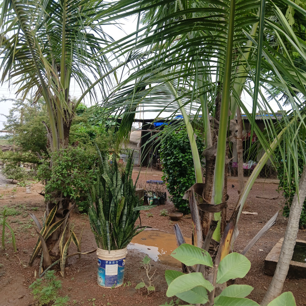  10 Acre Agricultural/Farm Land for Rent in Kharora, Raipur