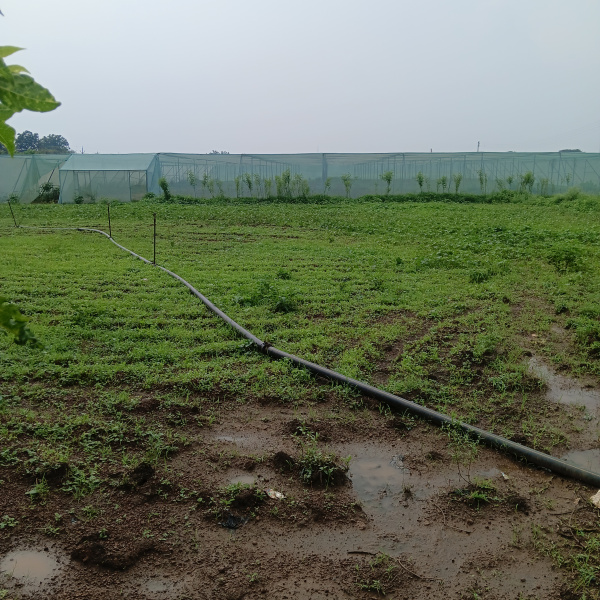  10 Acre Agricultural/Farm Land for Rent in Kharora, Raipur