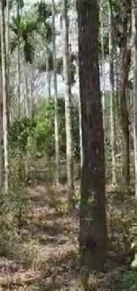  Agricultural Land for Sale in Sulthan Bathery, Wayanad
