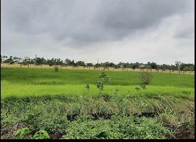  Agricultural Land for Sale in Pamidimukkala, Krishna