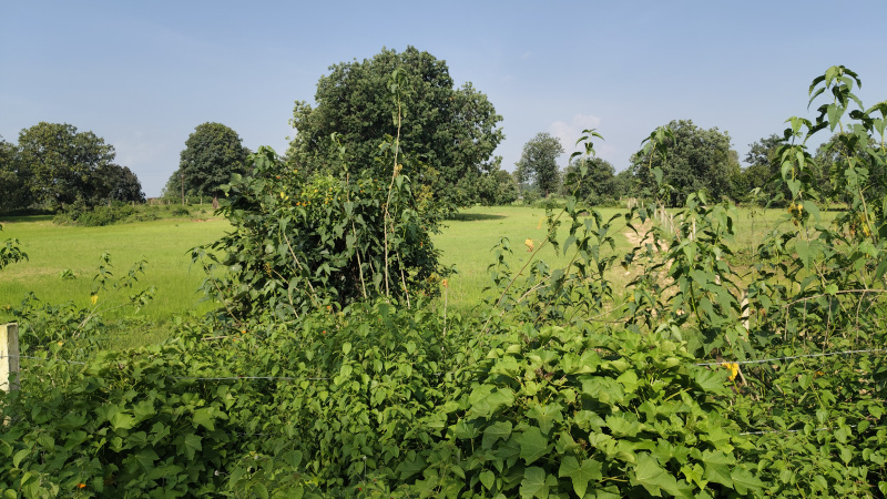  Agricultural Land 7 Acre for Sale in Bandhavgarh National Park, Umaria