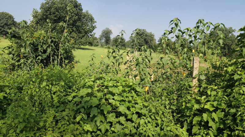  Agricultural Land 7 Acre for Sale in Bandhavgarh National Park, Umaria