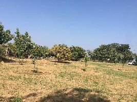  Agricultural Land for Sale in Penukonda, Anantapur