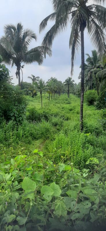  Commercial Land 10400 Sq. Meter for Sale in Sawantwadi, Sindhudurg