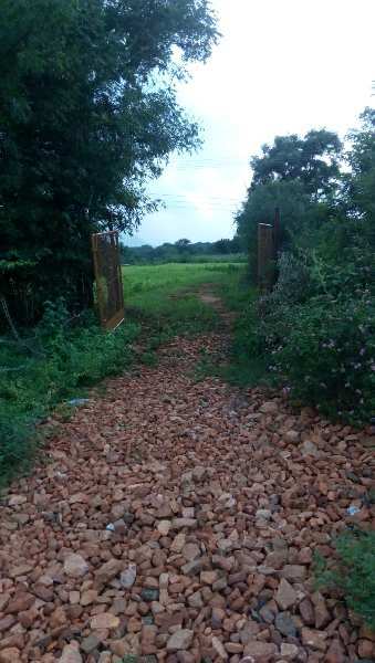  Agricultural Land 9 Acre for Sale in Reddiyarchatram, Dindigul