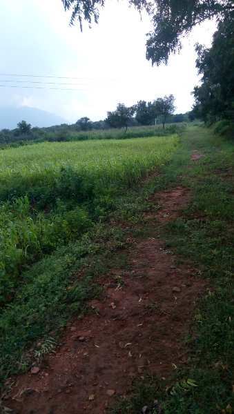  Agricultural Land 9 Acre for Sale in Reddiyarchatram, Dindigul