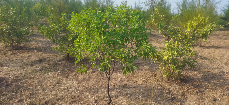 2 BHK 121 Sq. Yards Farm House for Sale in Yacharam Mandal, Hyderabad