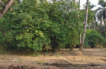  Residential Plot for Sale in Tivim, North Goa, 