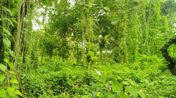  Residential Plot for Sale in Agonda, South Goa