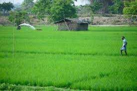  Agricultural Land for Sale in Bhimadole, Eluru