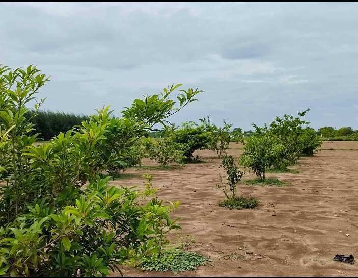  Agricultural Land 10000 Sq.ft. for Sale in Acharapakkam, Chengalpattu