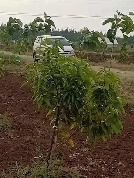  Agricultural Land 10000 Sq.ft. for Sale in Acharapakkam, Chengalpattu