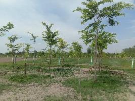  Agricultural Land for Sale in Chengalpet, Chennai