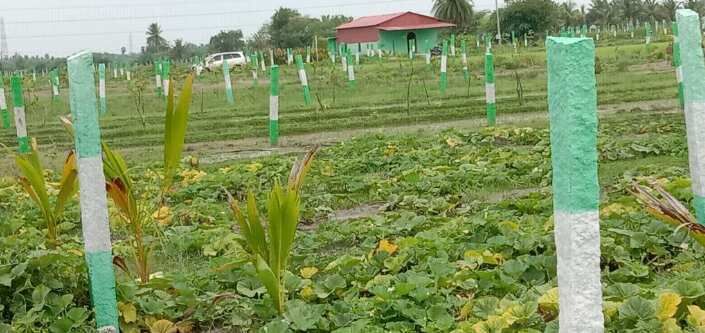  Agricultural Land 9800 Sq.ft. for Sale in Uthiramerur, Kanchipuram