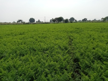  Agricultural Land for Sale in Manneguda, Hyderabad